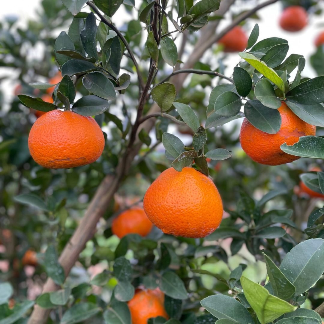 WhatsApp Image 2025-07-02 at 16.07.10